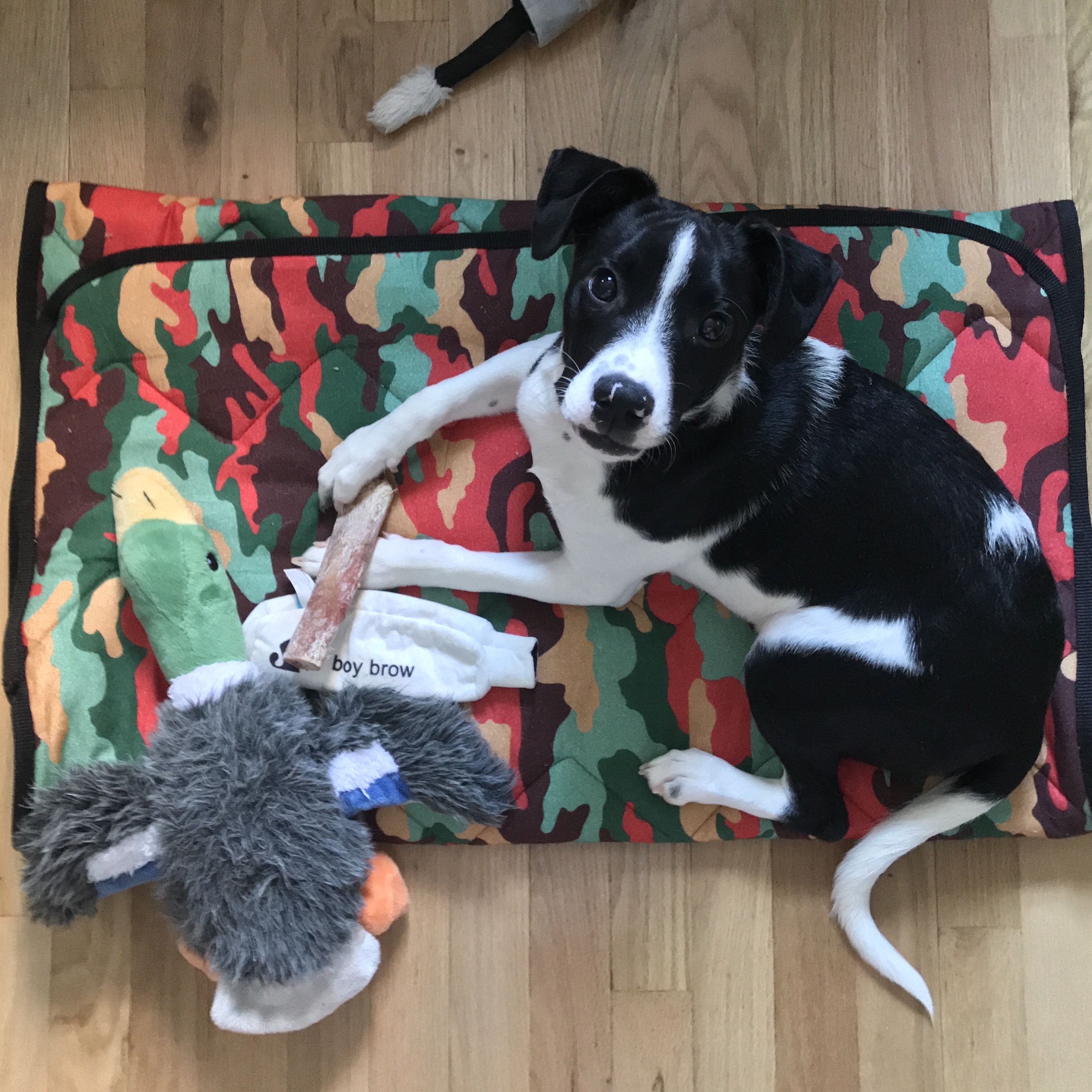 The Top Dog Routine