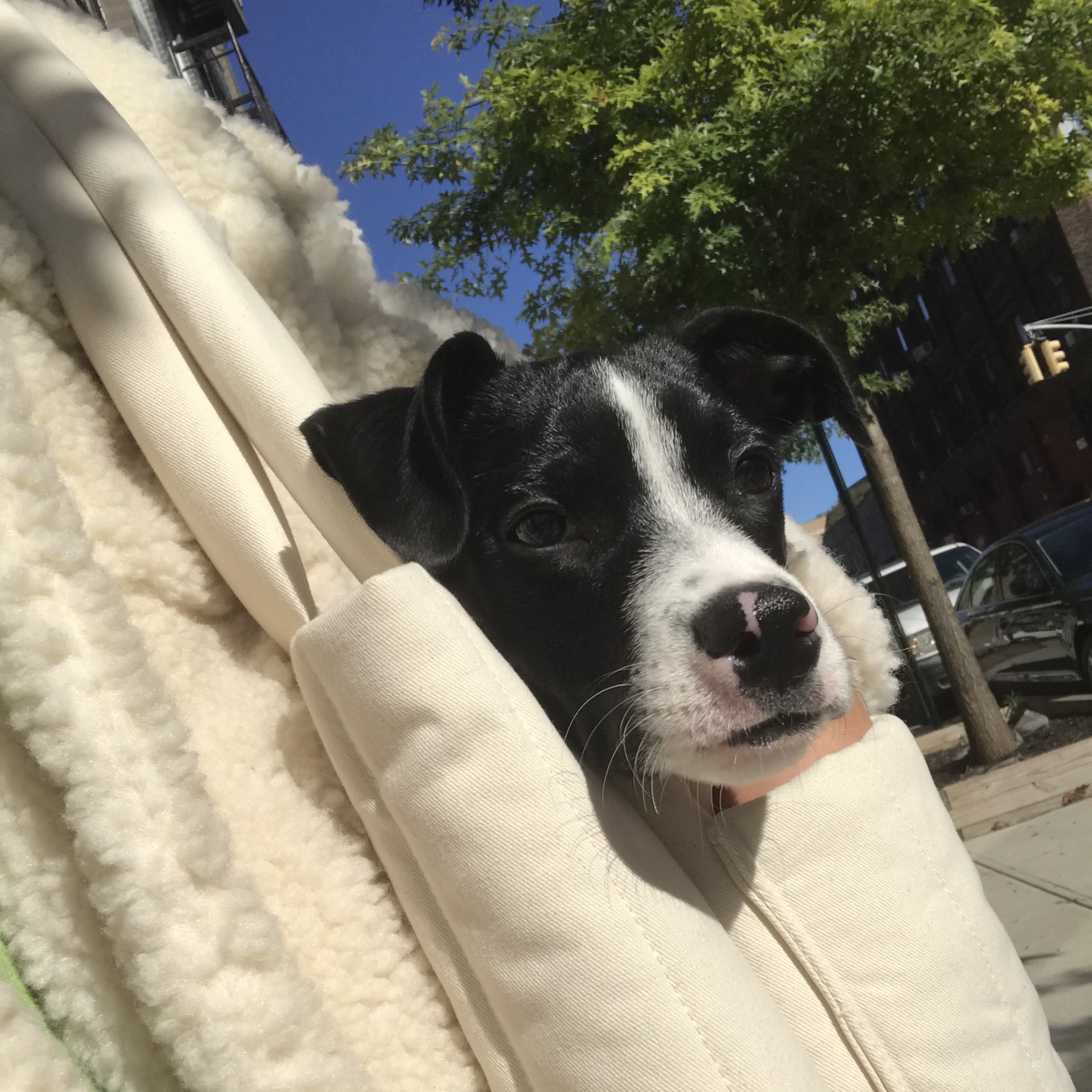 The Top Dog Routine