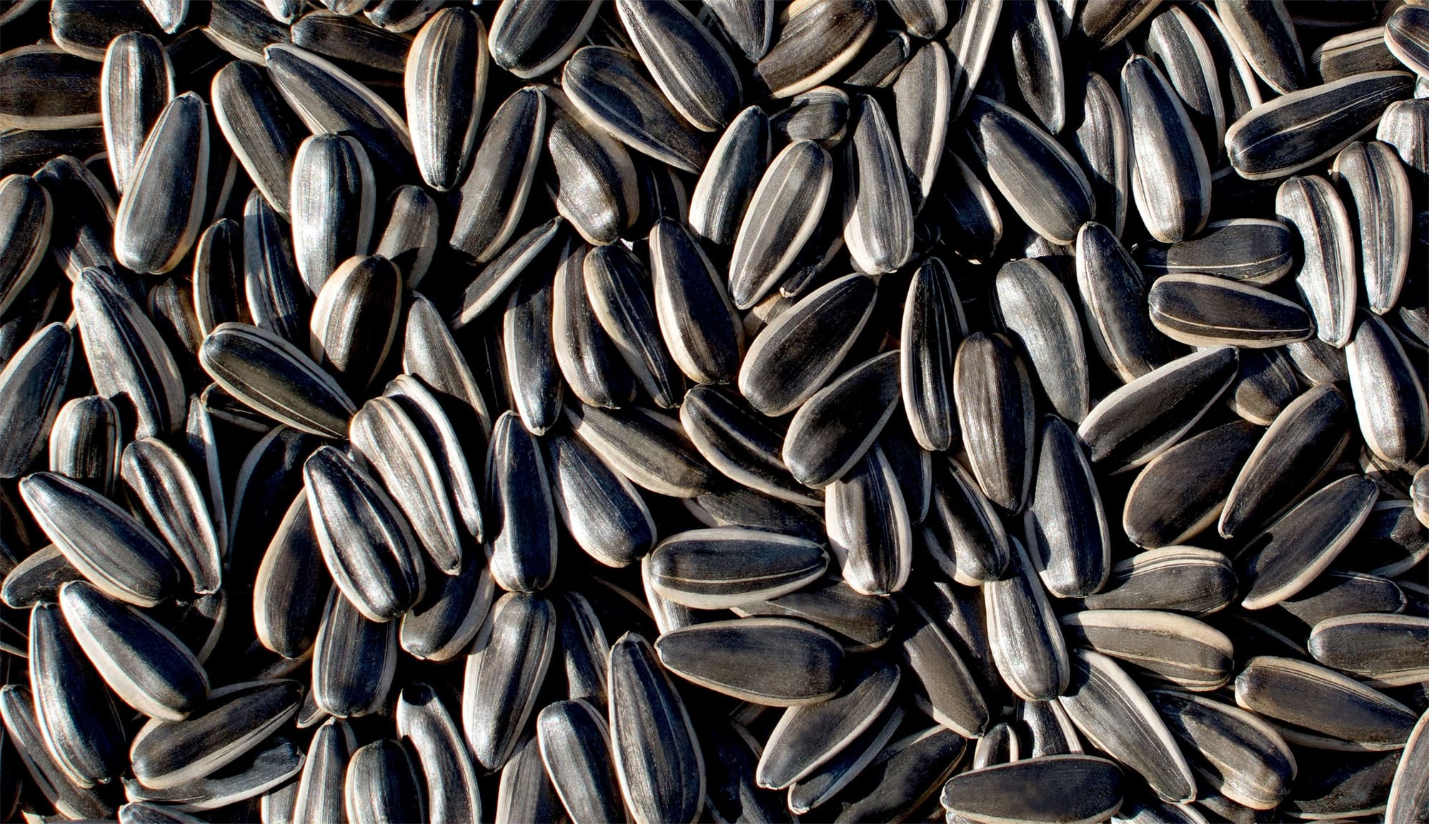 Sunflower seeds in shell