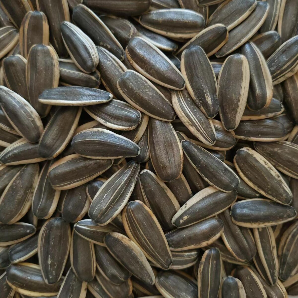 361 Series Sunflower Seeds