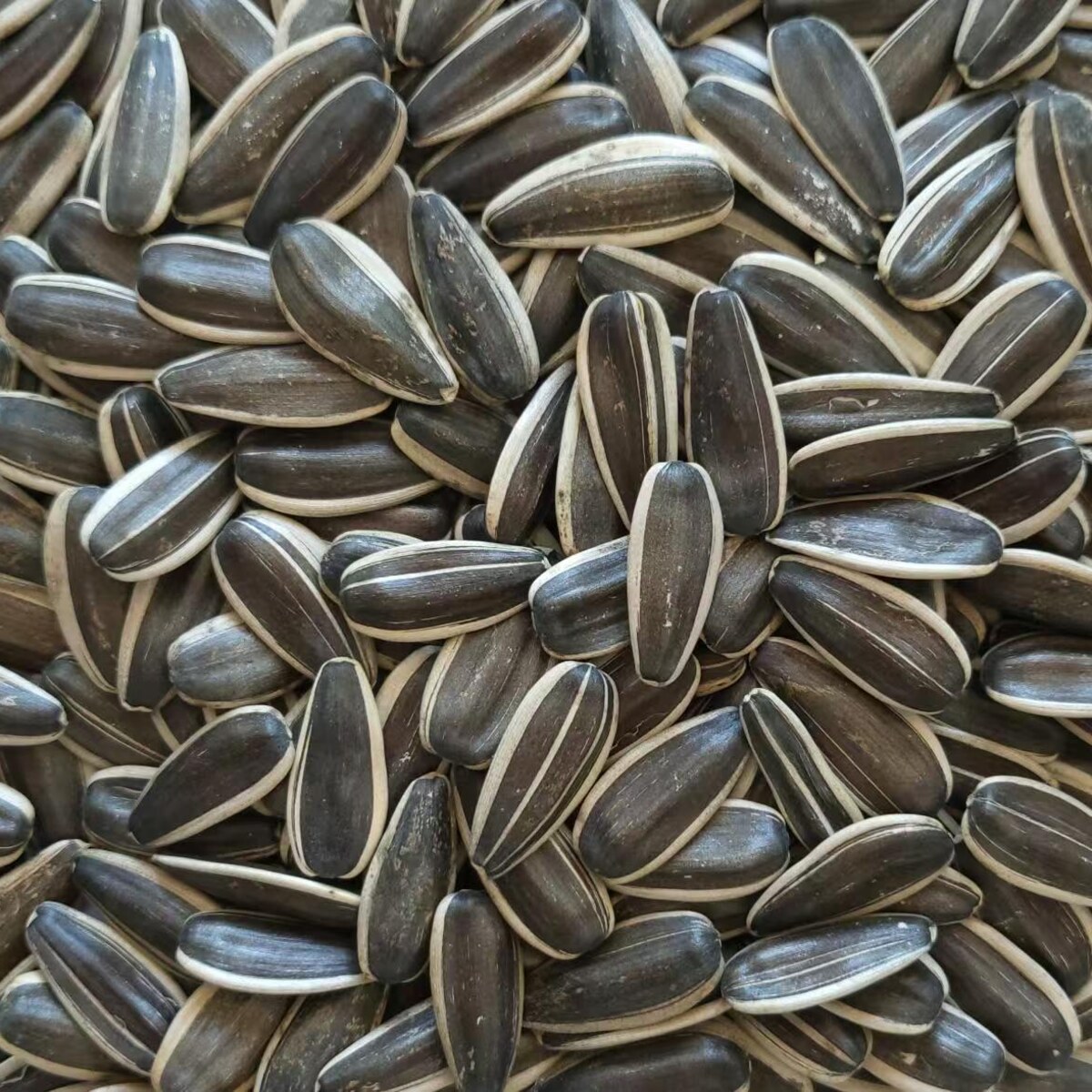363 Series Sunflower Seeds