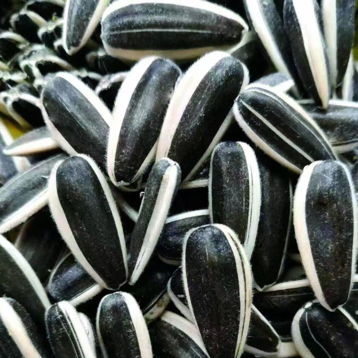 T5 Sunflower Seeds