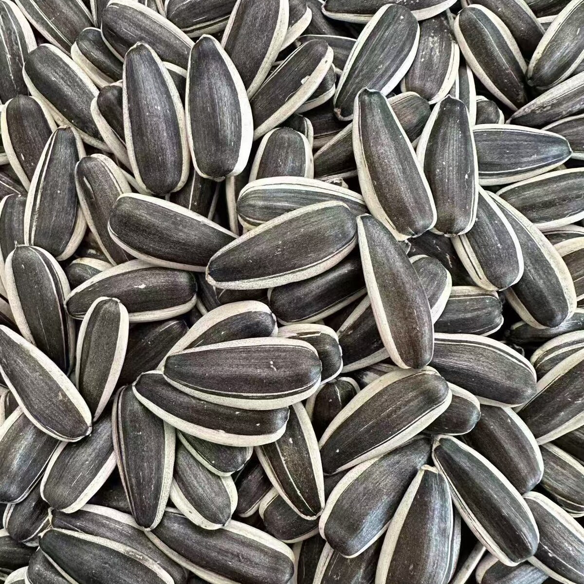T6 Sunflower Seeds