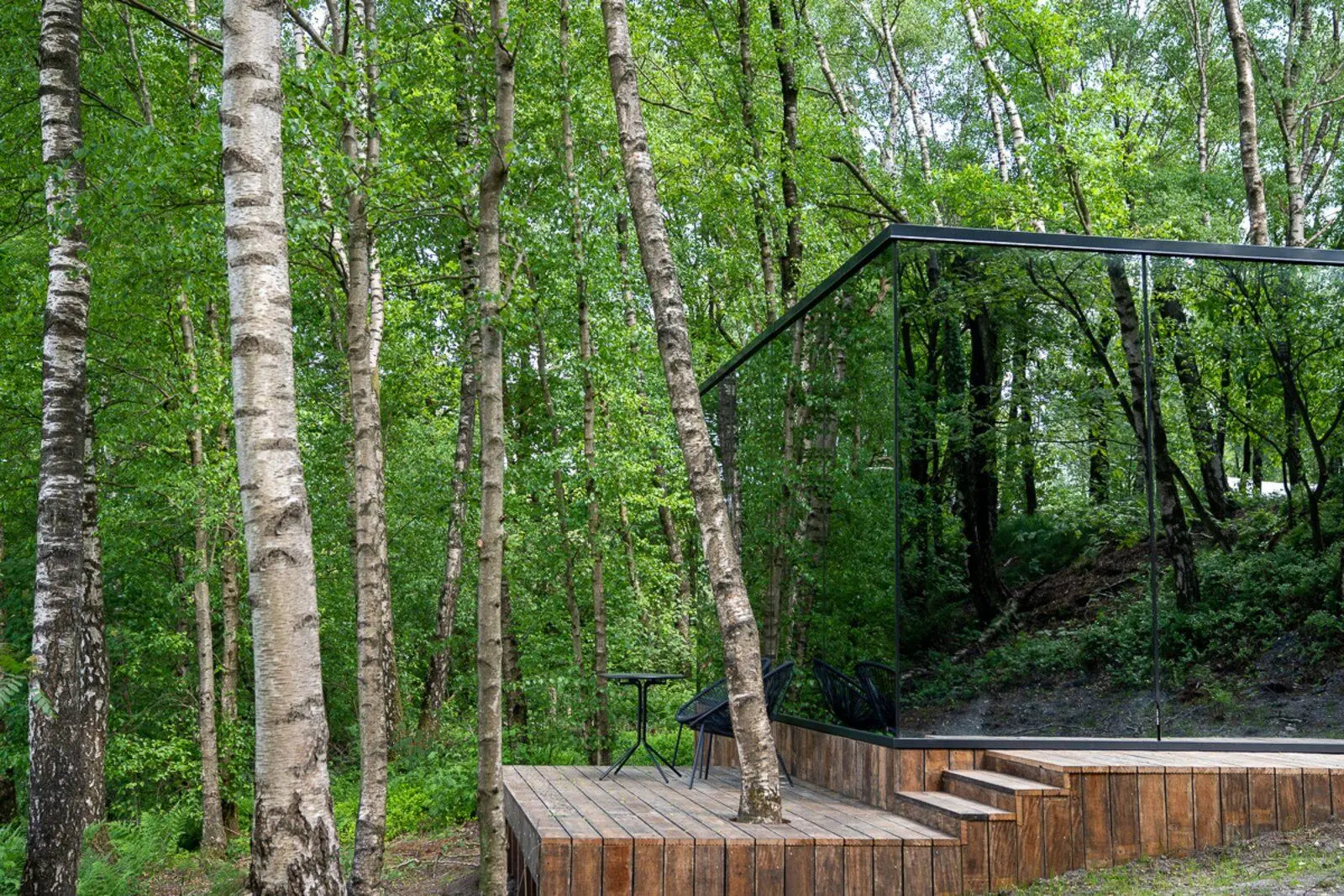 Mirror cabin integrated into a birch forest