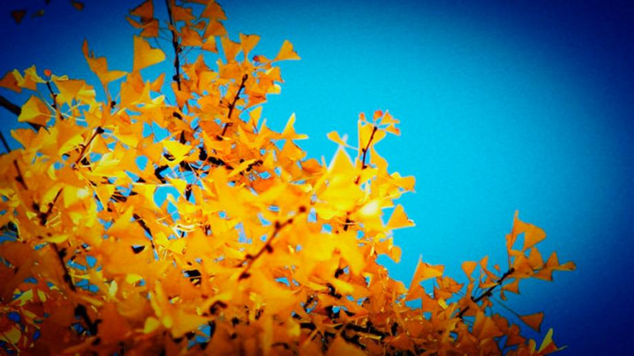 Late Fall in Beijing