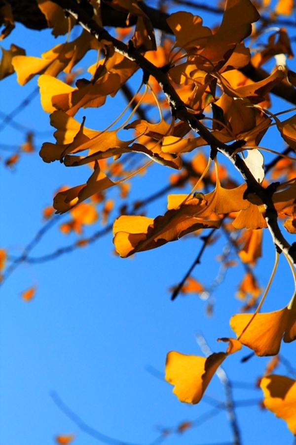 Late Fall in Beijing