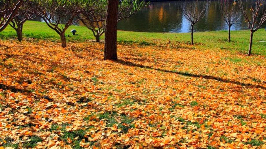 Late Fall in Beijing