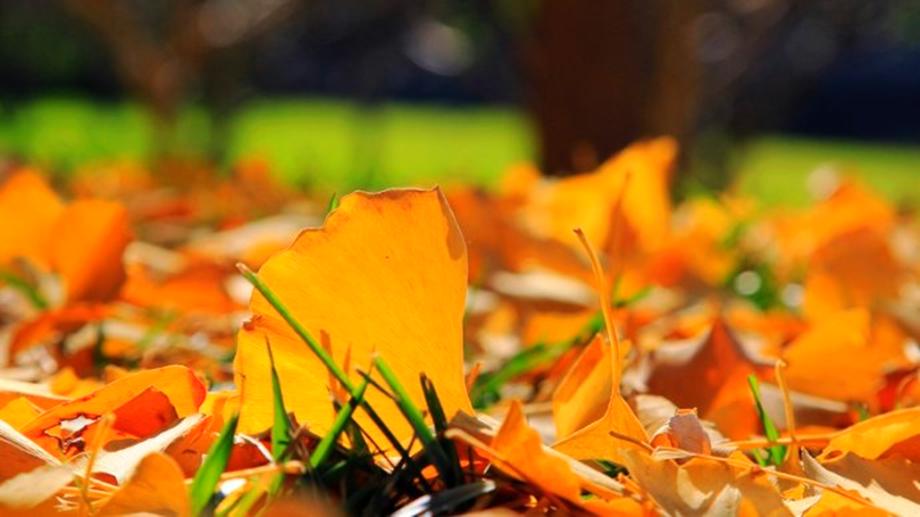 Late Fall in Beijing