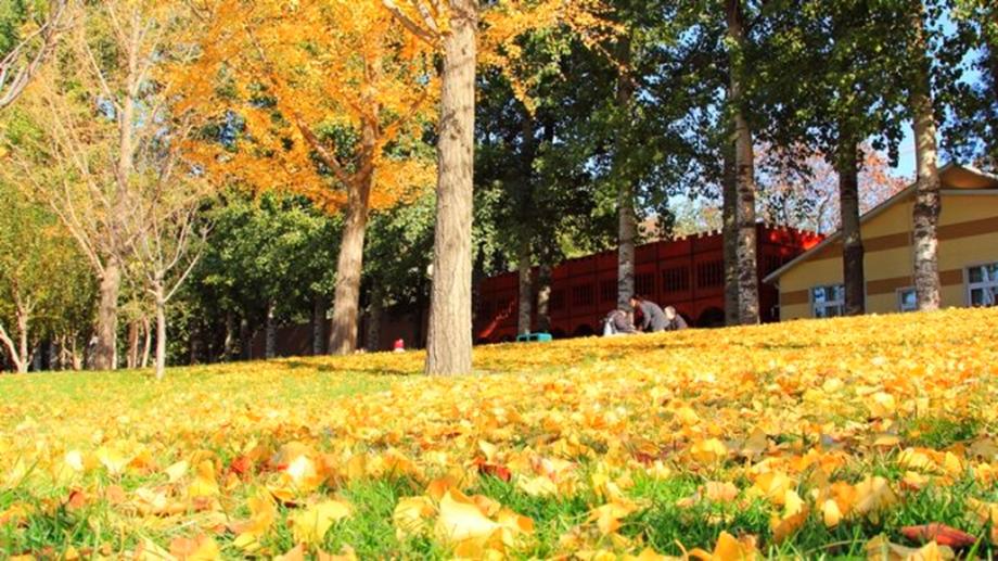 Late Fall in Beijing