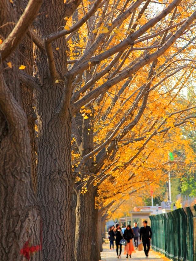 Late Fall in Beijing