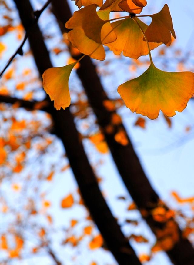 Late Fall in Beijing