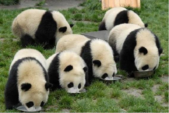 Chengdu Panda Base