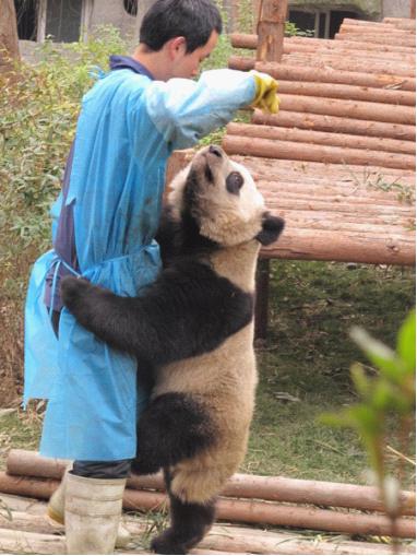 Chengdu Panda Base