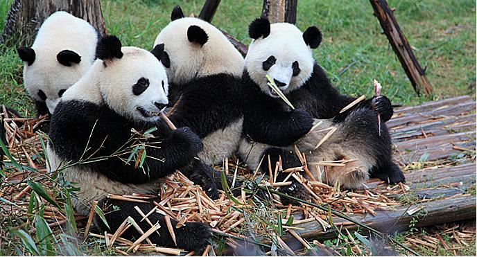 Chengdu Panda Base