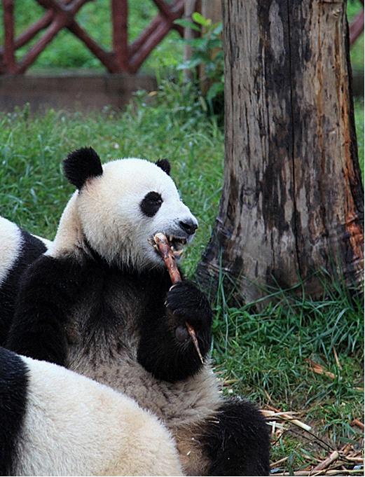 Chengdu Panda Base
