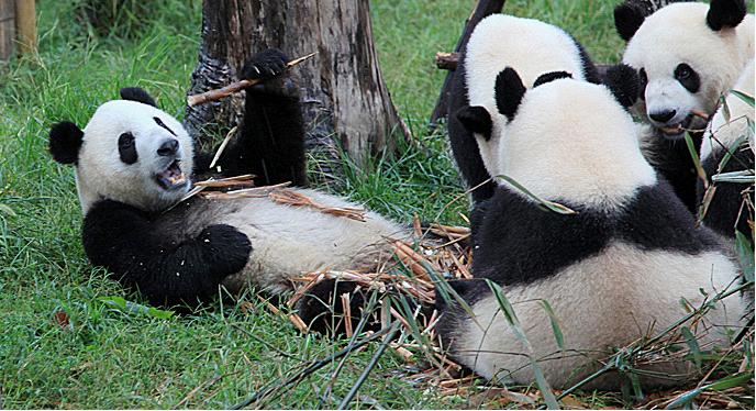 Chengdu Panda Base