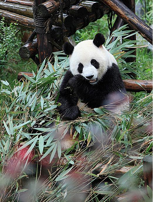 Chengdu Panda Base