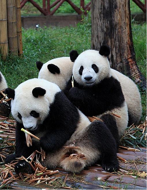 Chengdu Panda Base