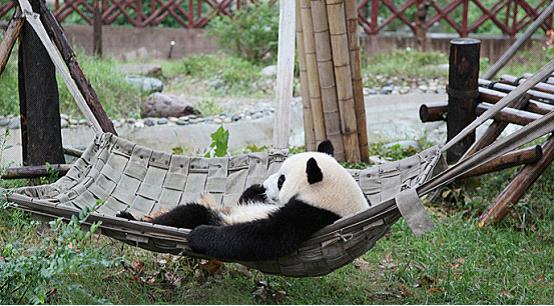 Chengdu Panda Base