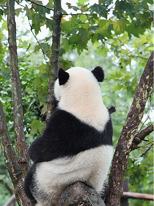 Chengdu Panda Base