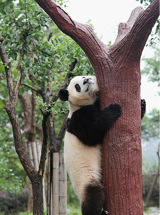 Chengdu Panda Base
