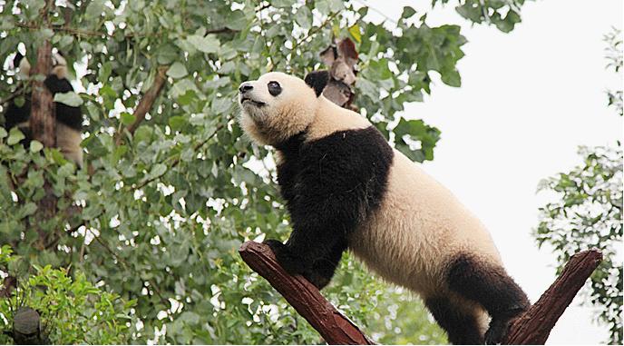 Chengdu Panda Base