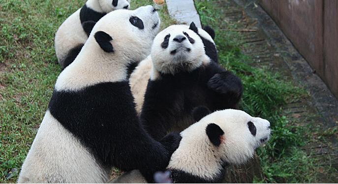 Chengdu Panda Base
