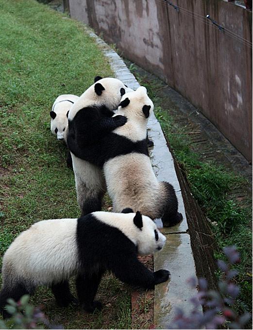 Chengdu Panda Base