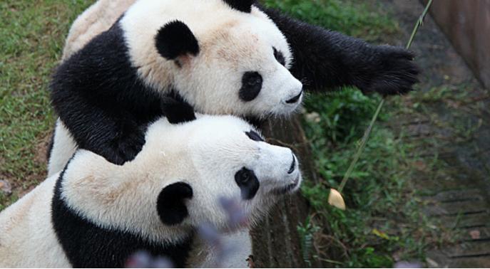Chengdu Panda Base