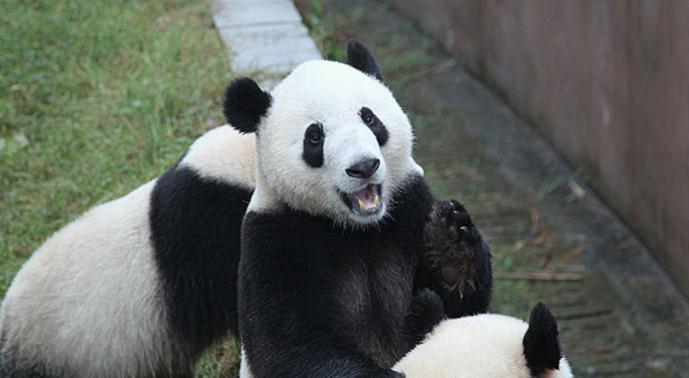 Chengdu Panda Base