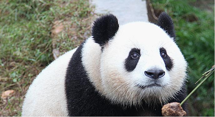 Chengdu Panda Base