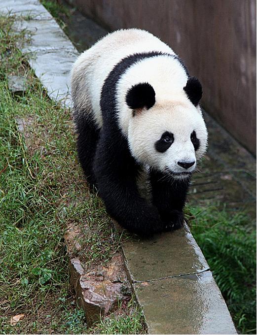 Chengdu Panda Base