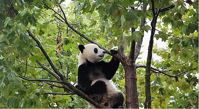 Chengdu Panda Base
