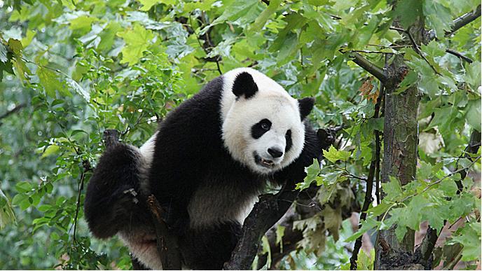 Chengdu Panda Base
