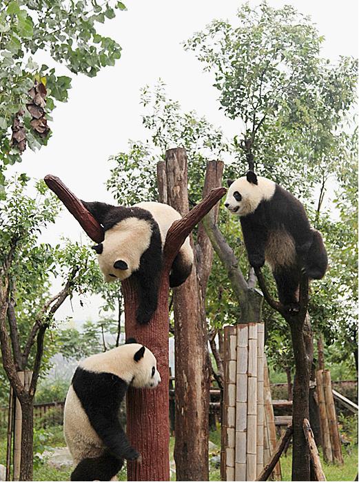 Chengdu Panda Base