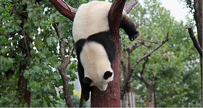 Chengdu Panda Base