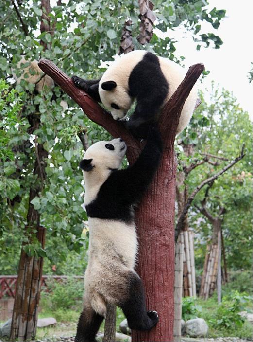 Chengdu Panda Base