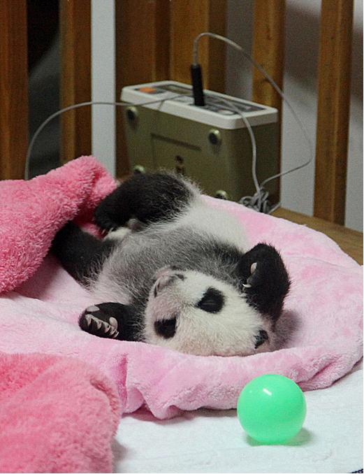 Chengdu Panda Base