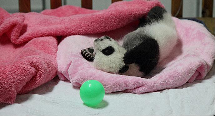 Chengdu Panda Base