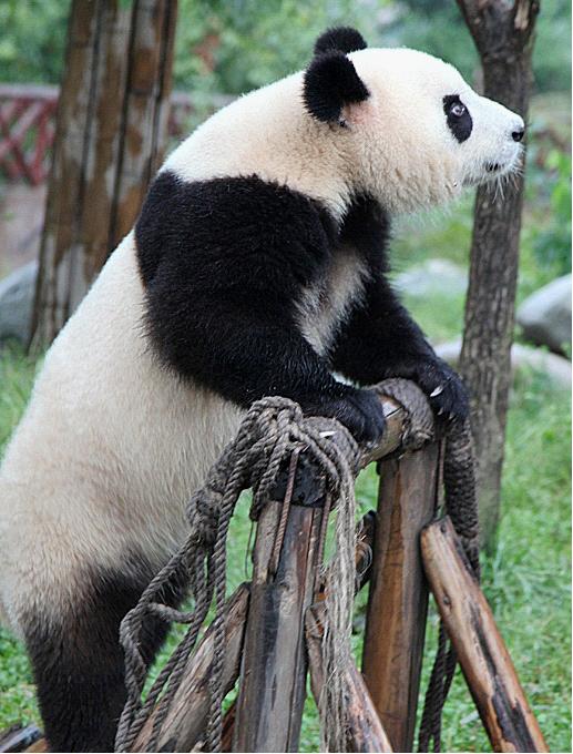 Chengdu Panda Base