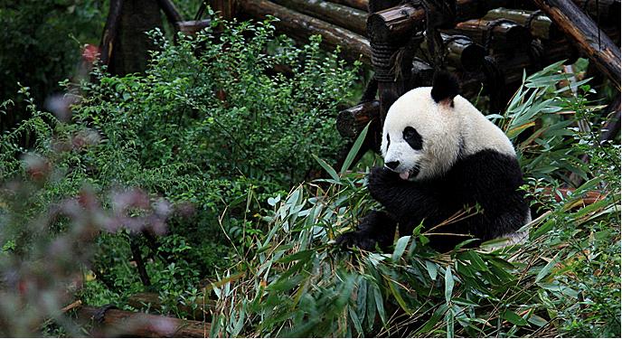 Chengdu Panda Base