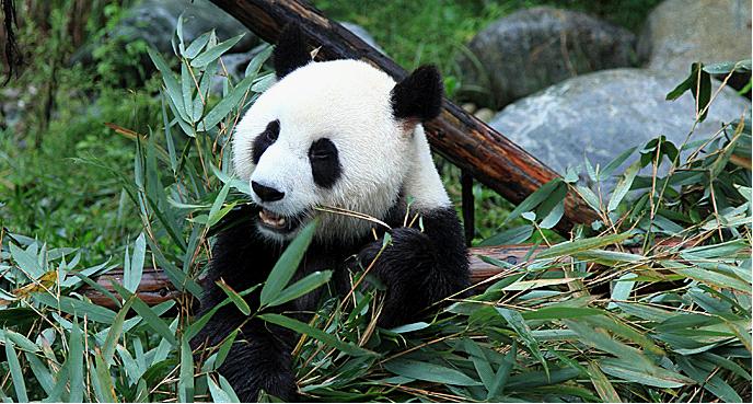 Chengdu Panda Base
