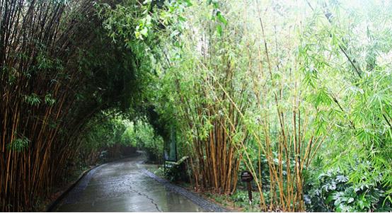 Chengdu Panda Base