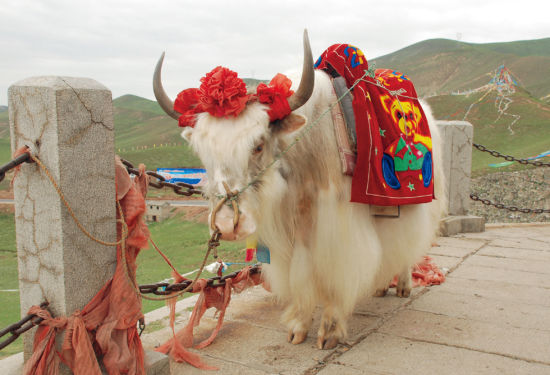 My impressive travel to Qinghai, My Qinghai Tour