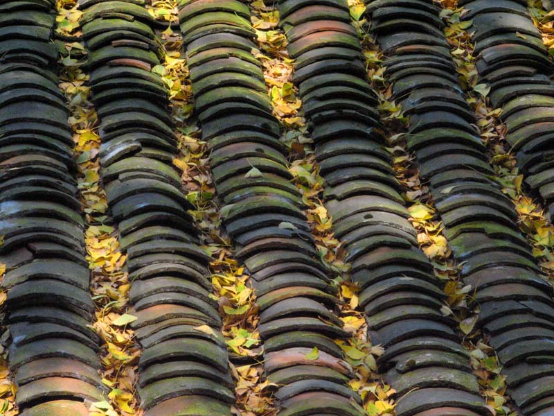 Appreciating Golden Ginkgo Leaves