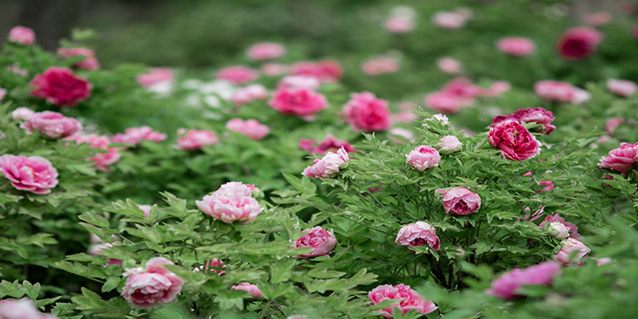 Photography Tips for Luoyang Peony