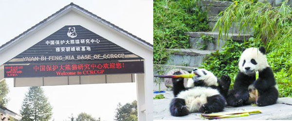bifengxia panda base bifengxia panda base