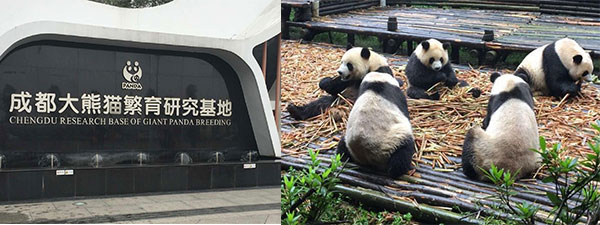 chengdu research base of giant panda chengdu research base of giant panda