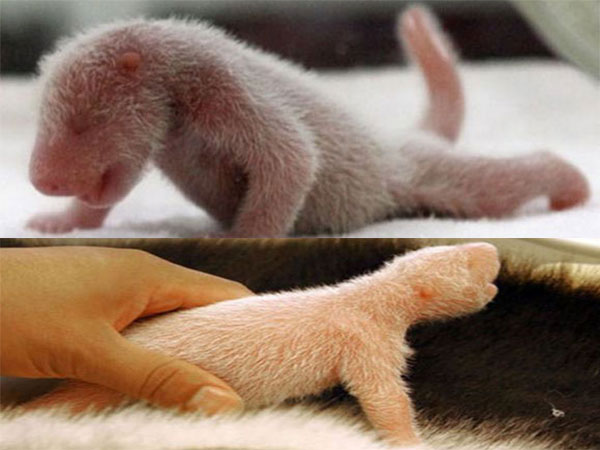 baby panda baby panda