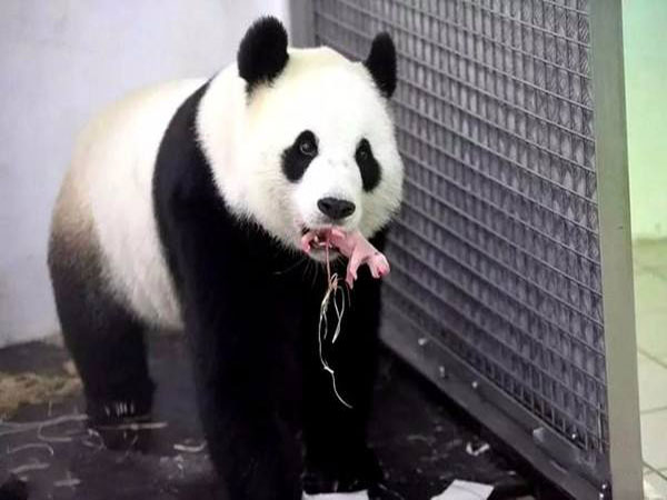 baby panda baby panda